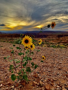 Desert Daisy 