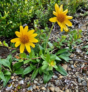 Flowers IMG 1577