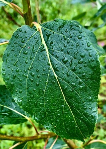 Wet Leaf IMG 1965