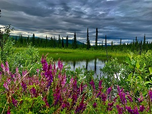 Mountain Prairie Alaska  IMG 1535