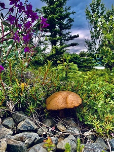Alaskan Mushroom IMG 1583