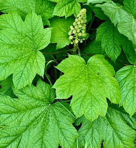 Leafy Greens IMG 1163