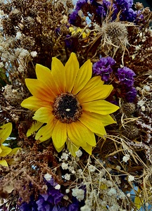 Dry Flowers 3