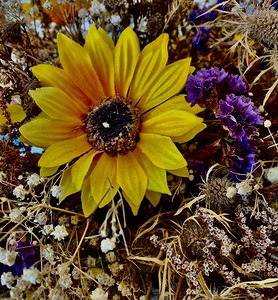 Dry Flowers 4