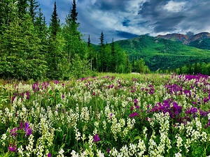 Denali Flowers IMG 0777