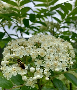 Bee Flower IMG 1171
