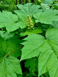 Leafy Greens IMG 1165