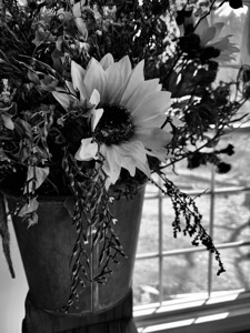 Dry Flower B&W