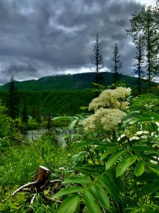 Flowers IMG 1170
