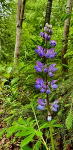 Flowers IMG 1188