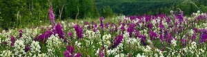 Denali Parkway Flowers Alaska