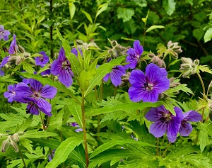 Flowers IMG 1189