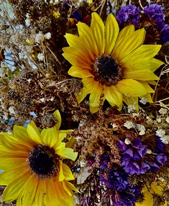 Dry Flowers 2