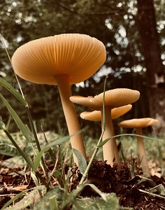 Mushroom IMG 8023