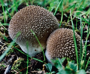 Mushroom IMG 8028