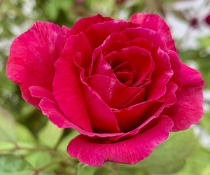Flower IMG 5428