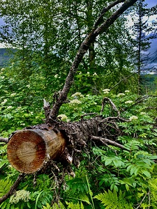 Fallen Tree IMG 1173