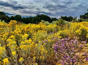 Desert Flowers
