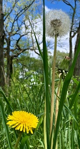 DANDELION Towers 1