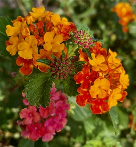 Flowers IMG 5435