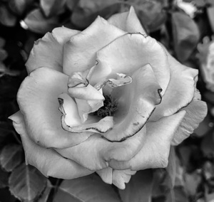Flower IMG 5430