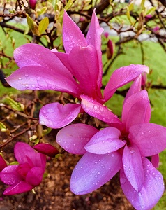 Azalea Pink Flower 