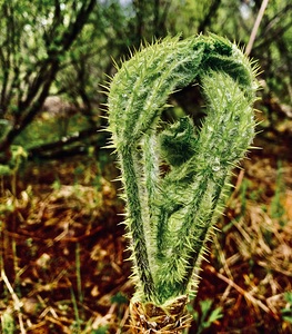 Fiddlehead Fern