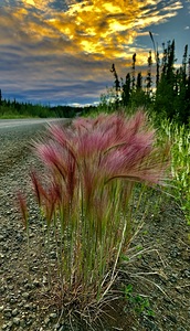 Dalton Hwy IMG 1308