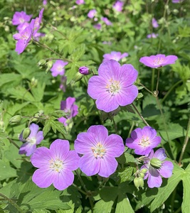 flowers Herbaceous 
