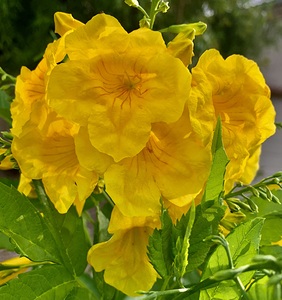 Flower IMG 5437