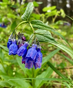 Flowers IMG 0646