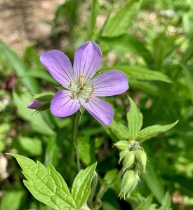 Purple Herbaceous
