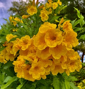 Flowers IMG 5438