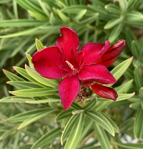 Flowers IMG 5439
