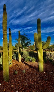 Desert Catus IMG 5416