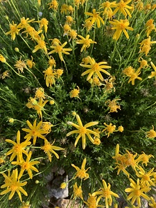 Flowers IMG 5433