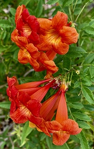 Flowers IMG 5436