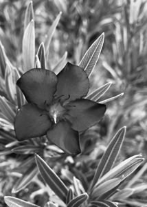 Flowers IMG 5440