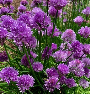 Purple Chives