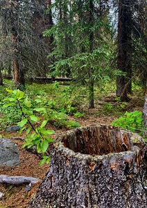 Stump IMG 0677