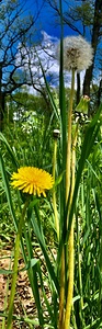 DANDELION Towers 2