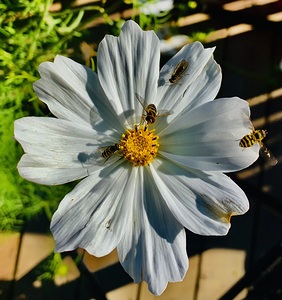 Flower IMG 4104