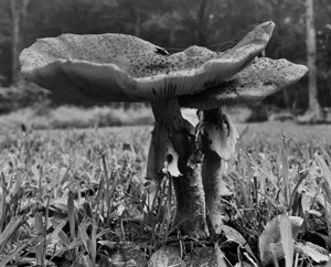 Mushroom IMG 7966