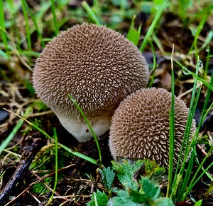 Mushroom IMG 7978