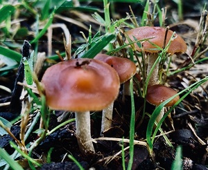 Mushroom IMG 8031