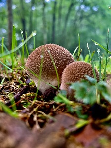Mushroom IMG 7977