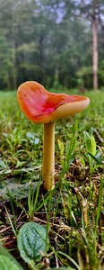Mushroom IMG 7981
