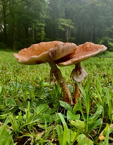 Mushroom IMG 7964