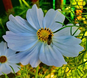 Flower IMG 4105