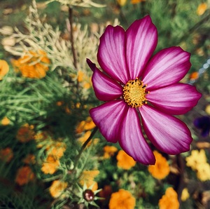 Flower IMG 4115